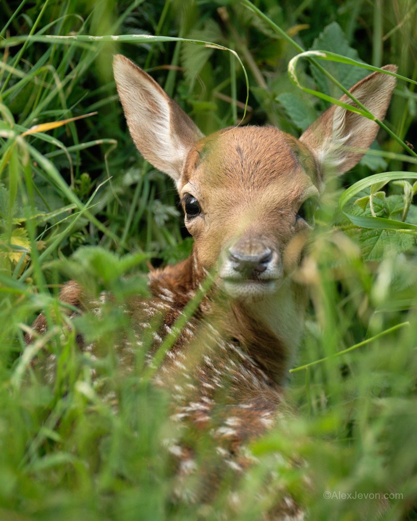 A fallow fawn - please read regarding ethics. All rights reserved.